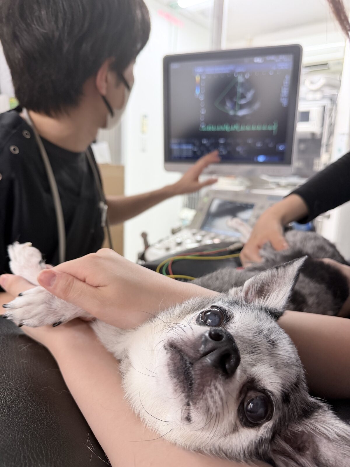 心臓エコー検査の様子